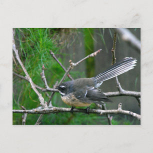 NZ-Vogel - Fantail Postkarte