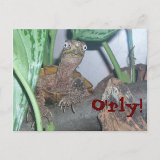 o&apos; rly O'rly! Postkarte