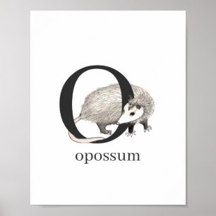 O für Opossum-Poster Poster