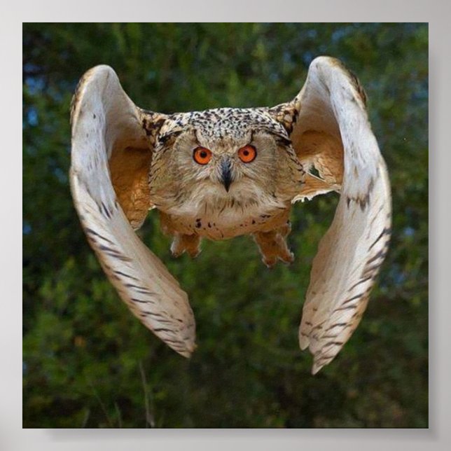 O Voo do Mocho Poster (Vorne)