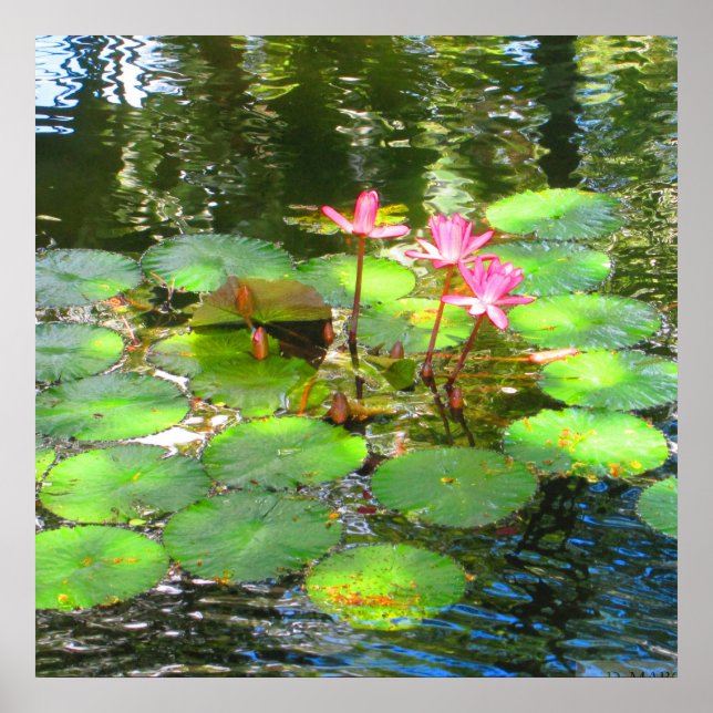 OAHU, HAWAII # 8 POSTER (Vorne)