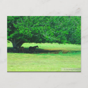 OAHU,HAWAII POSTKARTE #19