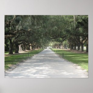 Oak Alley in Boone Hall, Charleston SC Poster