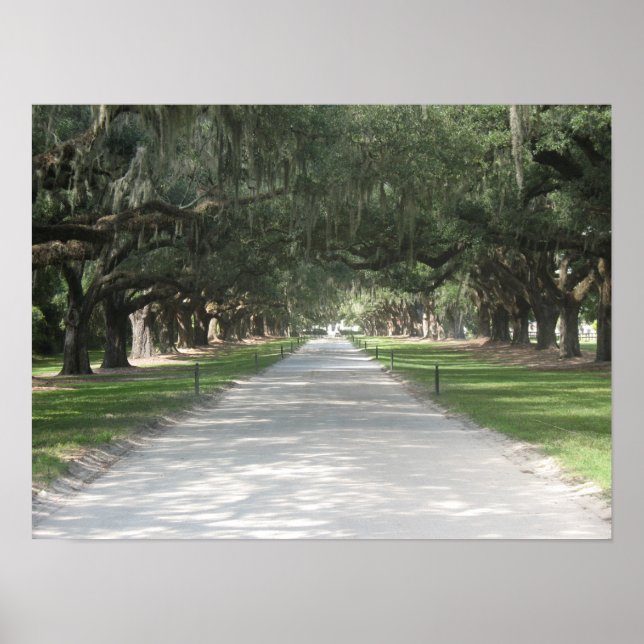 Oak Alley in Boone Hall, Charleston SC Poster (Vorne)