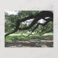 Oak Alley-Live Eichenbaum Zweige, Oak Alley Pla..