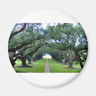 Oak Alley Magnet