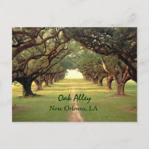 Oak Alley New Orleans Postcard Postkarte