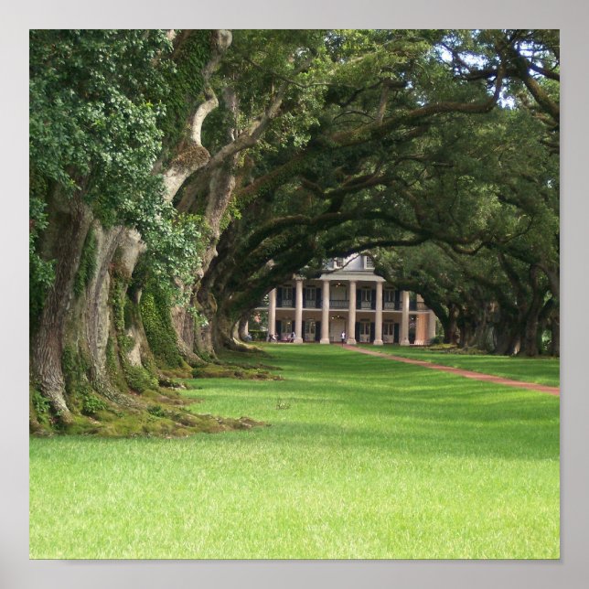 Oak Alley Plantation Poster (Vorne)
