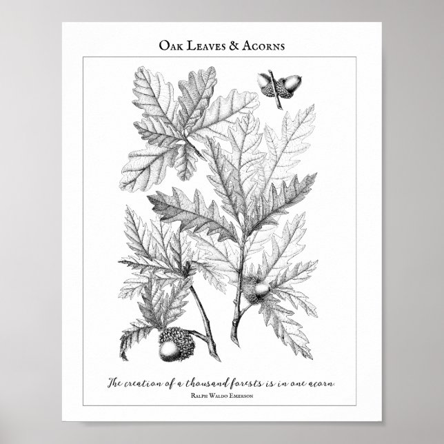 Oak Blätter und Acorns - individualisierbares Quot Poster (Vorne)