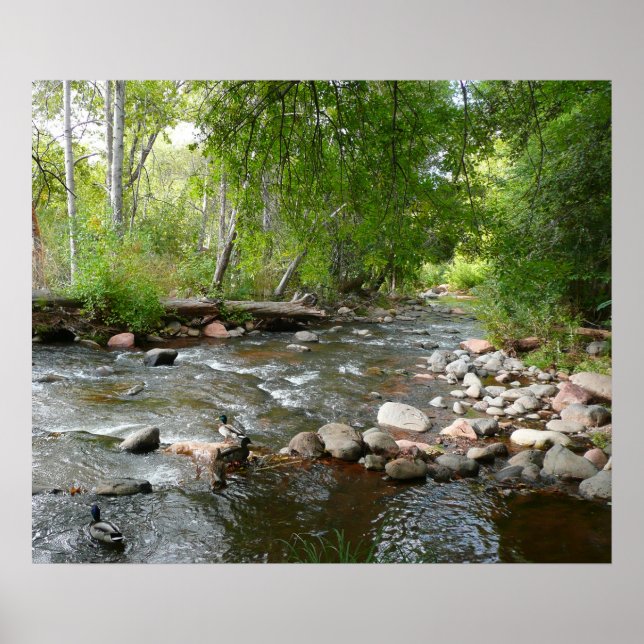 Oak Creek und Mallard Encks Naturfotografie Poster (Vorne)