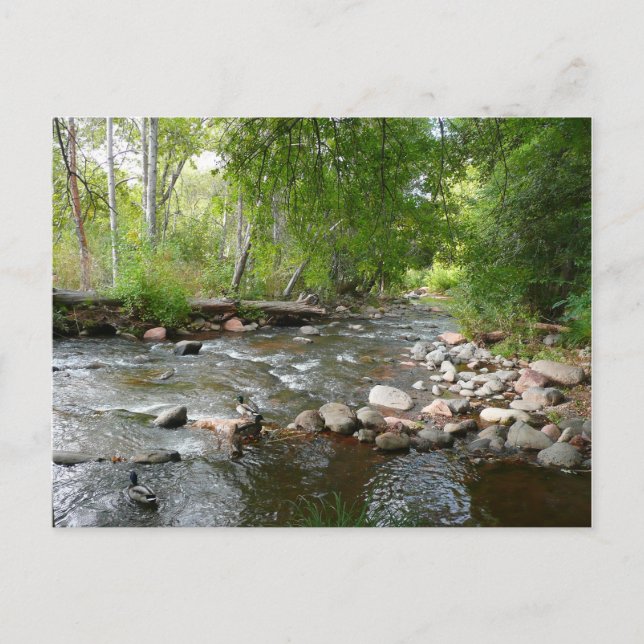 Oak Creek und Mallard Encks Naturfotografie Postkarte (Vorderseite)