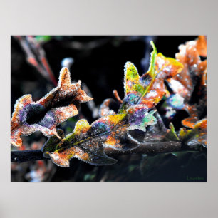 Oak Fairy Zuckerguss Poster