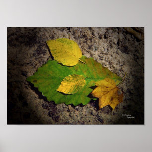 Oak Maple Blätter drucken Poster