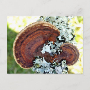 Oak Mazegill Fungus Postcard Postkarte