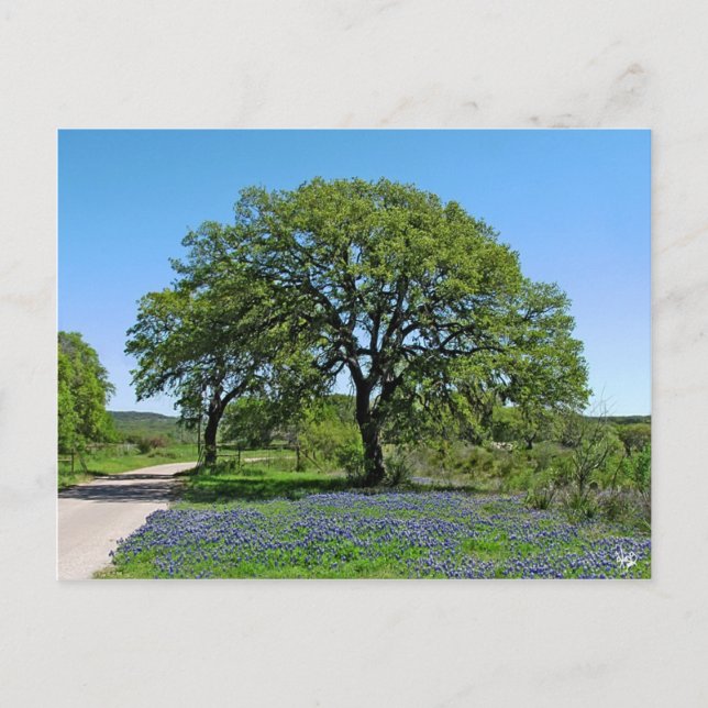 Oak Tree and Bluebonnets near Johnson City, TX Postkarte (Vorderseite)