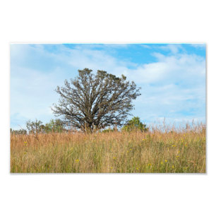Oak Tree and Tall Grass Prairie Fotodruck