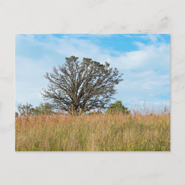 Oak Tree and Tall Grass Prairie Postkarte (Vorderseite)