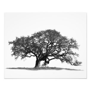 OAK TREE FOTODRUCK