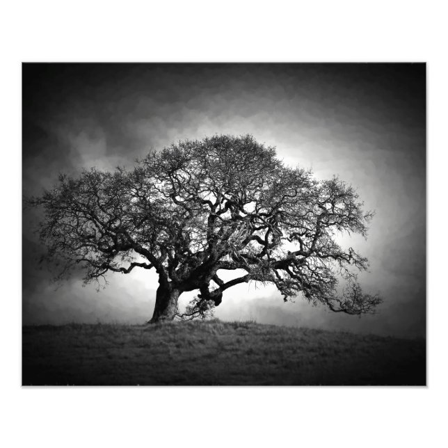 OAK TREE FOTODRUCK (Vorne)