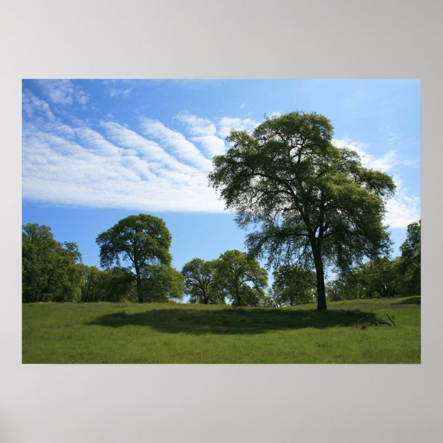 Oak Tree & Meadow Landschaft Foto Poster (Vorne)