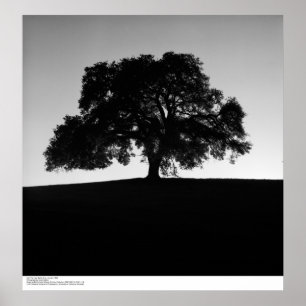 Oak Tree near Santa Cruz, Januar 1963 Poster