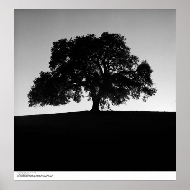 Oak Tree near Santa Cruz, Januar 1963 Poster (Vorne)