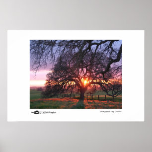 Oak Tree Sunset - Foto des Jahres Finalist Poster
