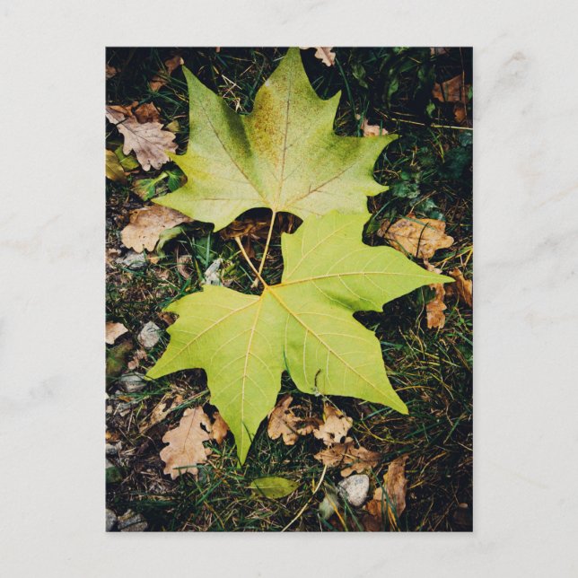 Oakenbaumgrün-Blätter Postkarte (Vorderseite)