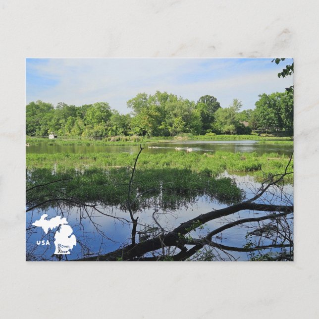 Oakland Metropark Swans mit Logo Postkarte (Vorderseite)
