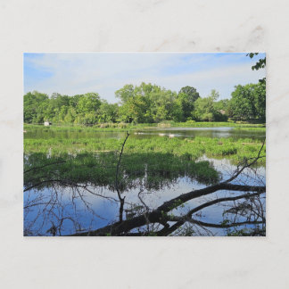 Oakland Metropark Swans Postkarte
