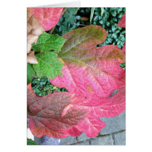 Oakleaf Hydrangea