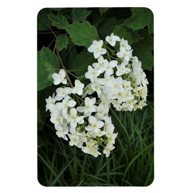 Oakleaf Hydrangea Magnet (Vertikal)