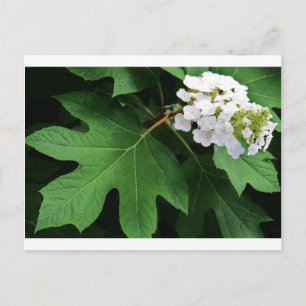 "Oakleaf hydrangea" von Coressel Productions Postkarte