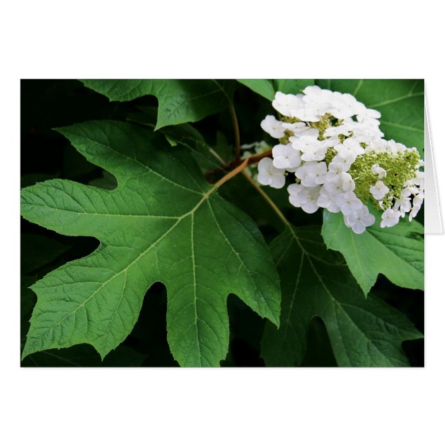 "Oakleaf hydrangea" von Larry Coressel (Vorderseite (Horizontal))