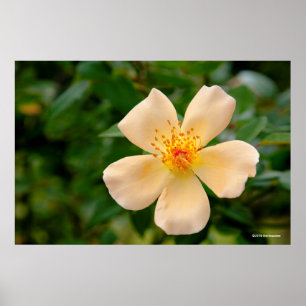 Oakley Fisher Rose Poster