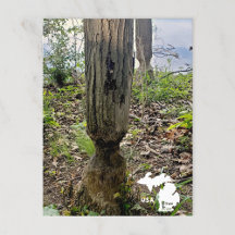 Oakwood Metropark Beaver Trail mit Logo