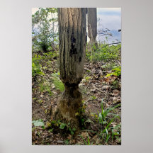 Oakwood Metropark Beaver Trail