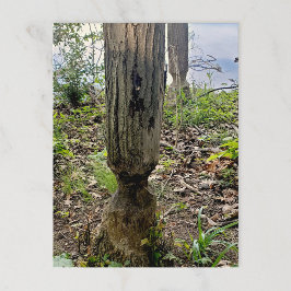 Oakwood Metropark Beaver Trail Postkarte