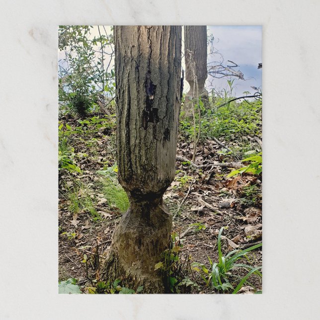 Oakwood Metropark Beaver Trail Postkarte (Von Creator hochgeladen)