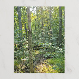 Oakwood Metropark Trail Postcard Summer Forest Postkarte