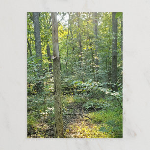 Oakwood Metropark Trail Postcard Summer Forest Postkarte