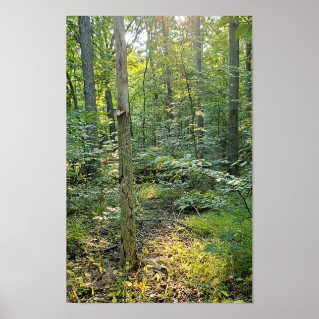 Oakwood Metropark Trail Poster Summer Forest (Vorne)