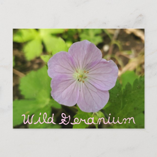 Oakwoods Metropark Wild Geranium mit Text Postkarte (Vorderseite)
