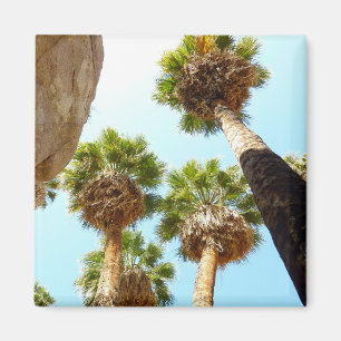 Oasenpalmen im Joshua Tree National Park Magnet