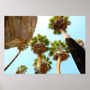 Oasenpalmen im Joshua Tree National Park Poster