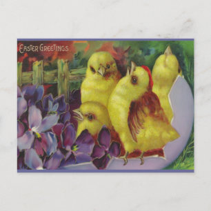 Oaster Chick Greetings Feiertagspostkarte