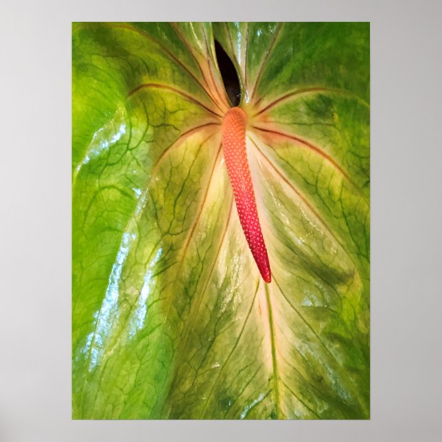 Obake Anthurium Poster (Vorne)