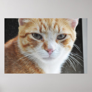 obdachlose Katze hinter dem Fenster Poster