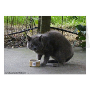 Obdachlose Tom-Katze