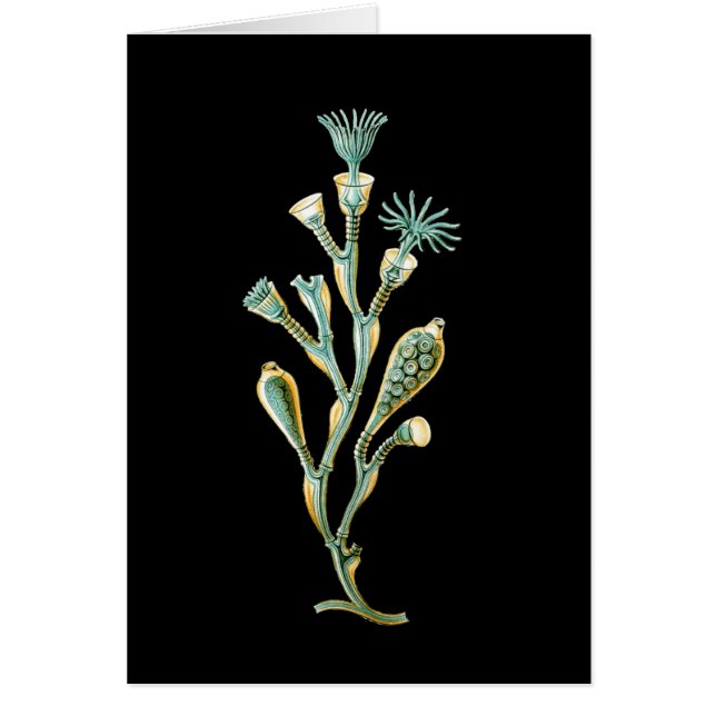 Obelia geniculata (Vorne)